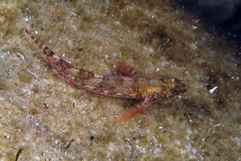 Tripterygion tripteronotus